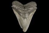 Serrated, Fossil Megalodon Tooth - South Carolina #149151-2